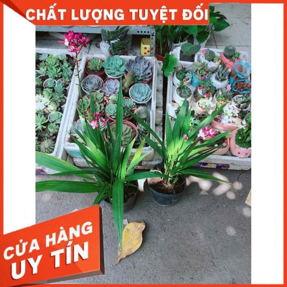 Chậu Lan Đất Nhiều Người Mua