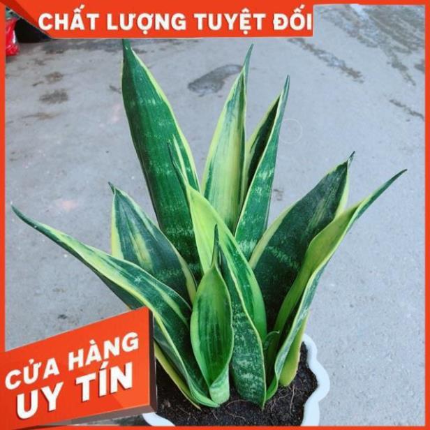 Chậu Lưỡi Hổ Hoàng Kim