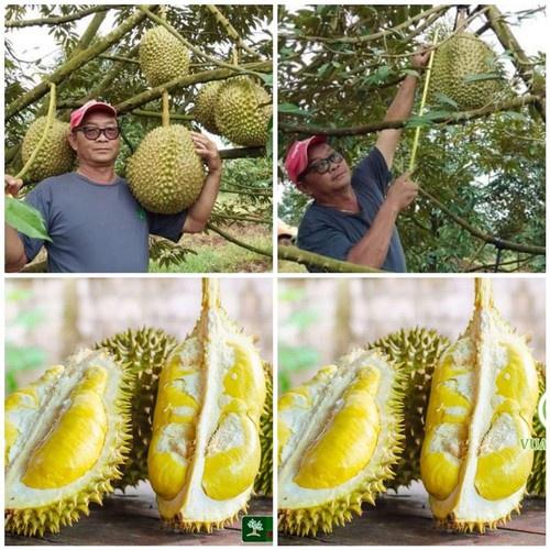 CÂY GIỐNG SẦU RIÊNG MONTHONG THÁI LAN