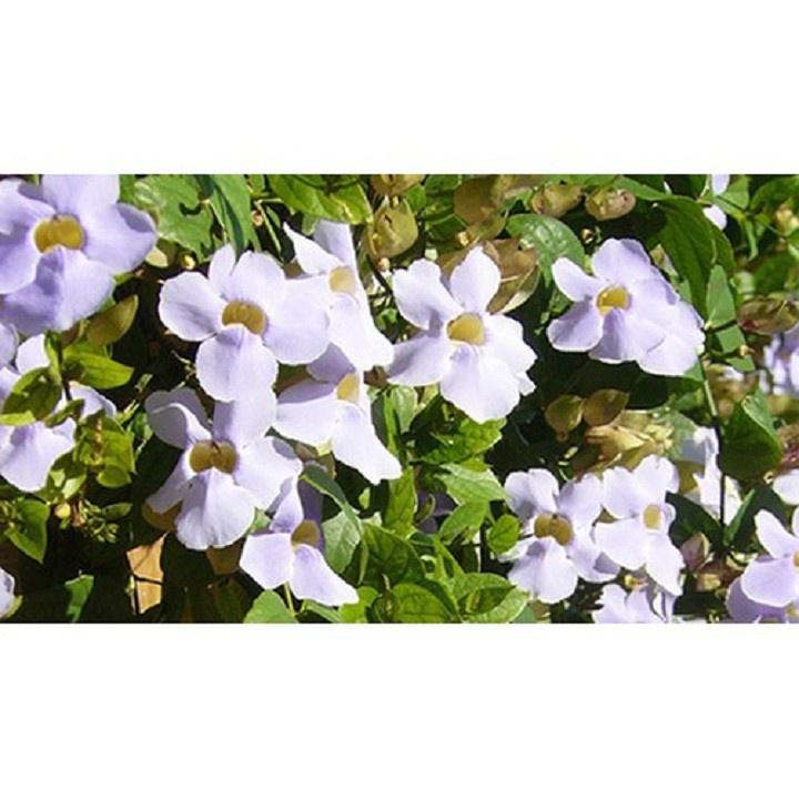 Cây leo cát đằng