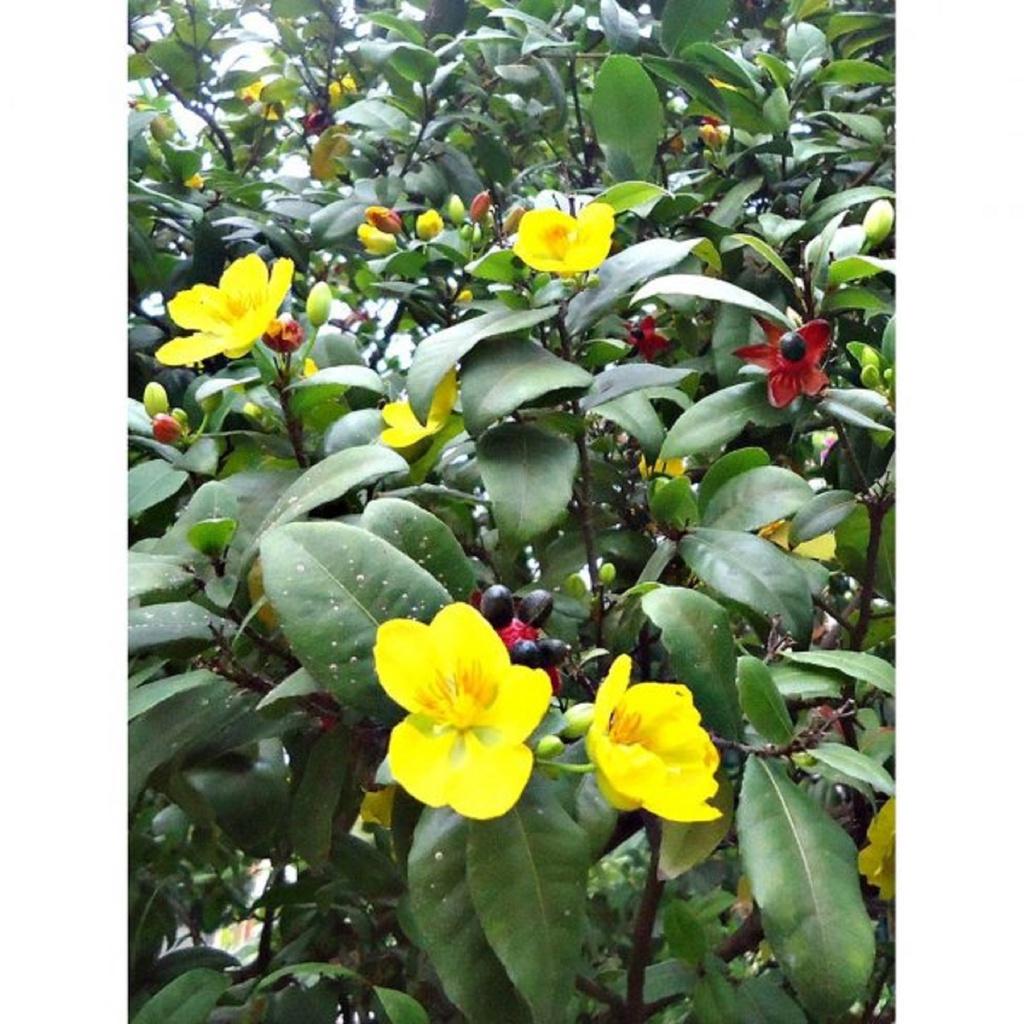 CÂY GIỐNG MAI TỨ QUÝ giống chuẩn cao 1m
