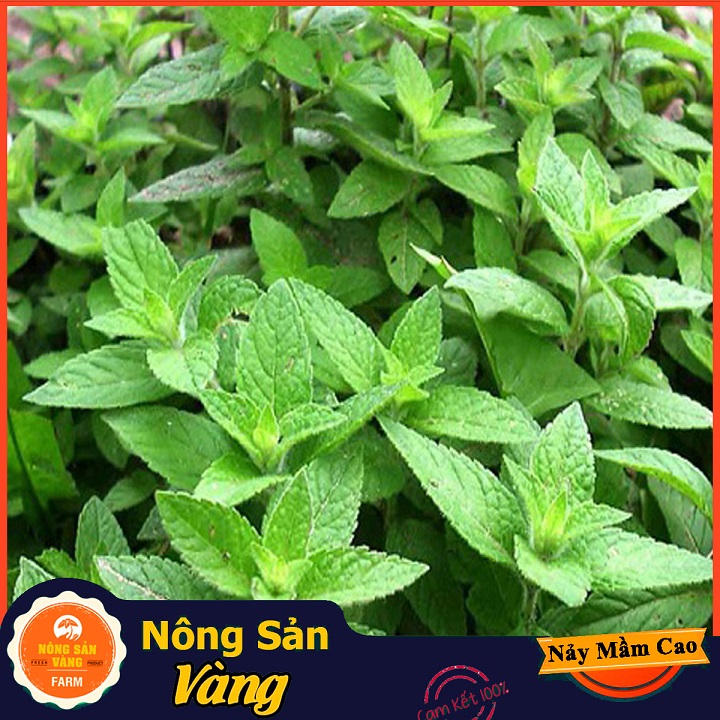 Hạt giống Cây Bạc Hà, Bạc Hà Cay Peppermint ( Gói 100 Hạt ) - Nông Sản Vàng