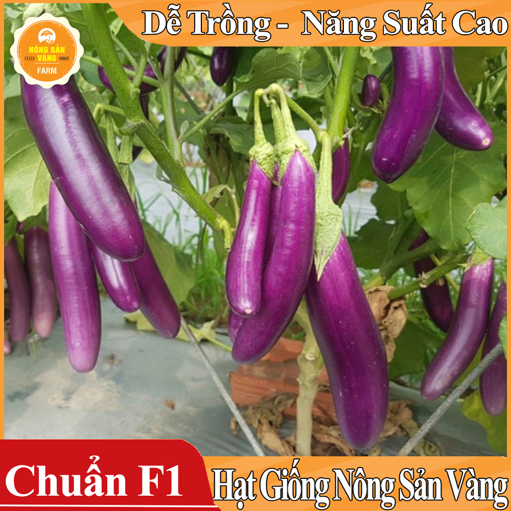 Hạt giống Cà Tím Quả Dài Năng Suất Cao - Nông Sản Vàng