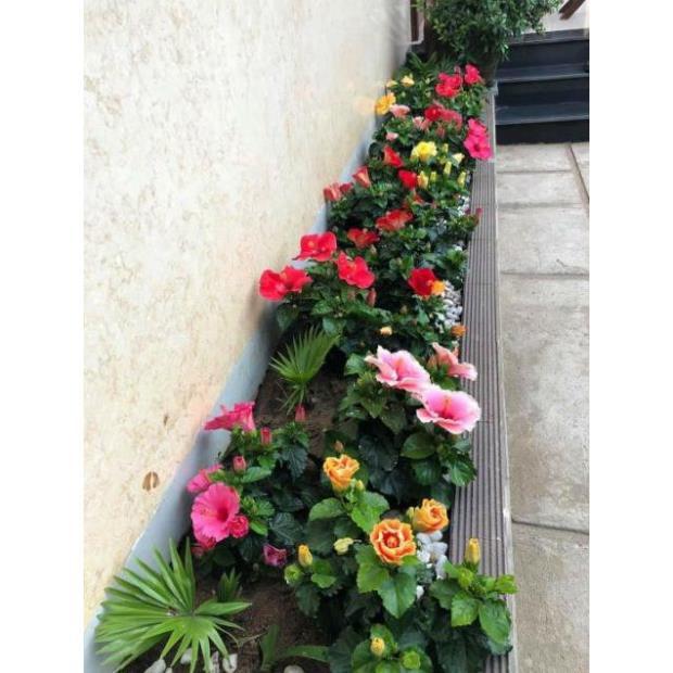 Com bo 10 cây giống hoa dâm bụt mix mau
