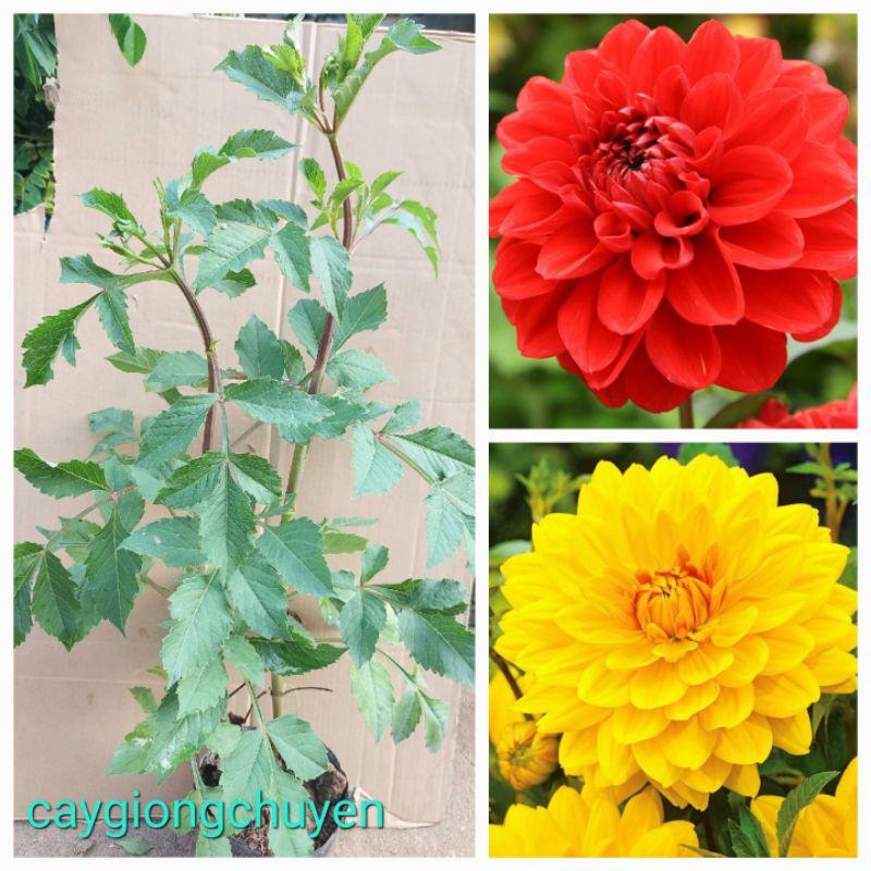 CÂY HOA THƯỢC DƯỢC