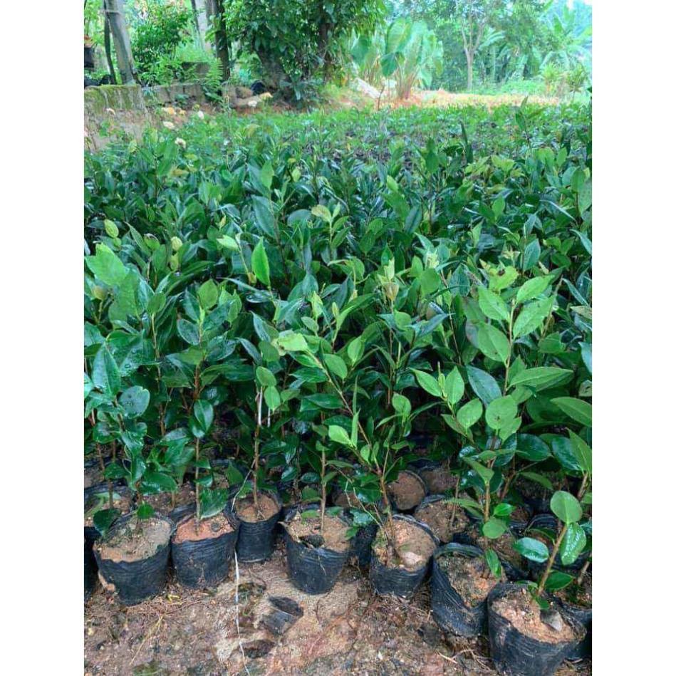 Cây hoa trà my giống -Không giao dc 19 tỉnh Miền Nam