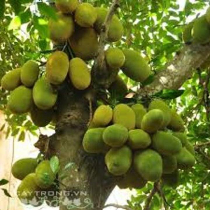 CÂY GIỐNG MÍT TỐ NỮ