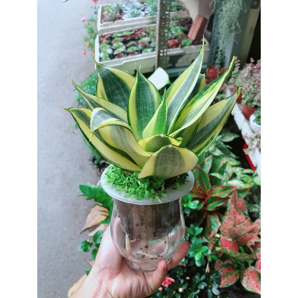 Chậu Lưỡi Hổ Thái Thủy Canh