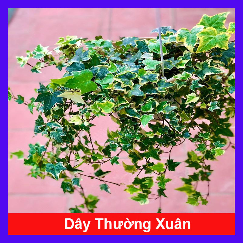 Cây thường xuân (ảnh thật)