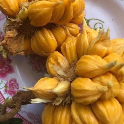 Cây giống Mít Ấn Độ Quả Nhỏ Siêu Ngọt