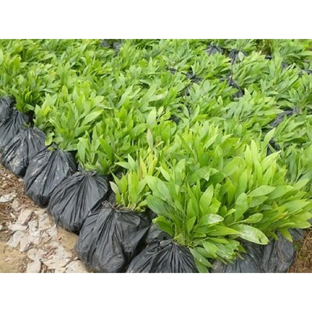 Giống Cây Keo Lá Chàm lấy gỗ- 10 cây