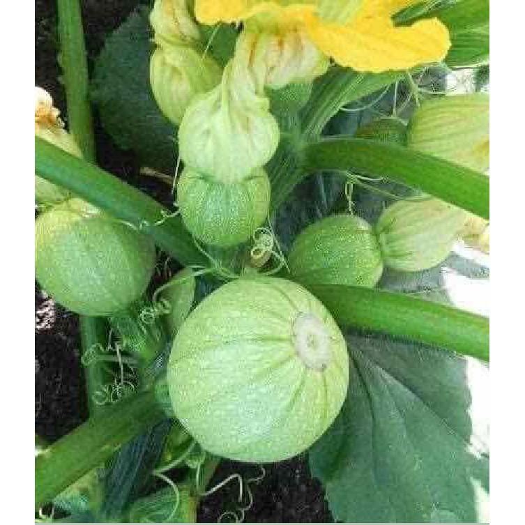 Hạt Giống Bí Ngòi Tròn Xanh Chịu Nhiệt - 1 gói 2gram