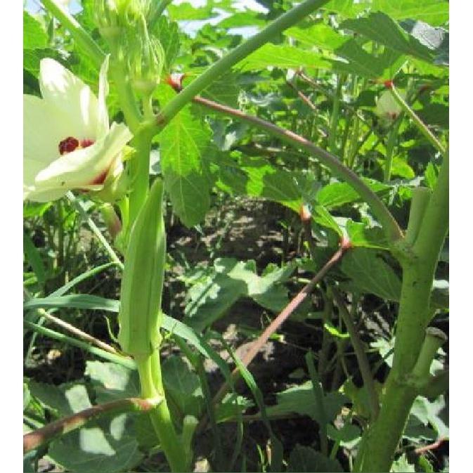 Hạt giống đậu bắp cao sản KNS372 - Gói 10gram