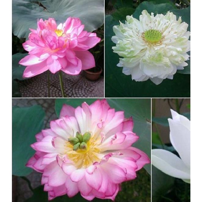 Combo 5 gói hạt giống hoa sen bách diệp các loại-gói 5 hạt-tặng kèm 1 gói kích thích nảy mầm