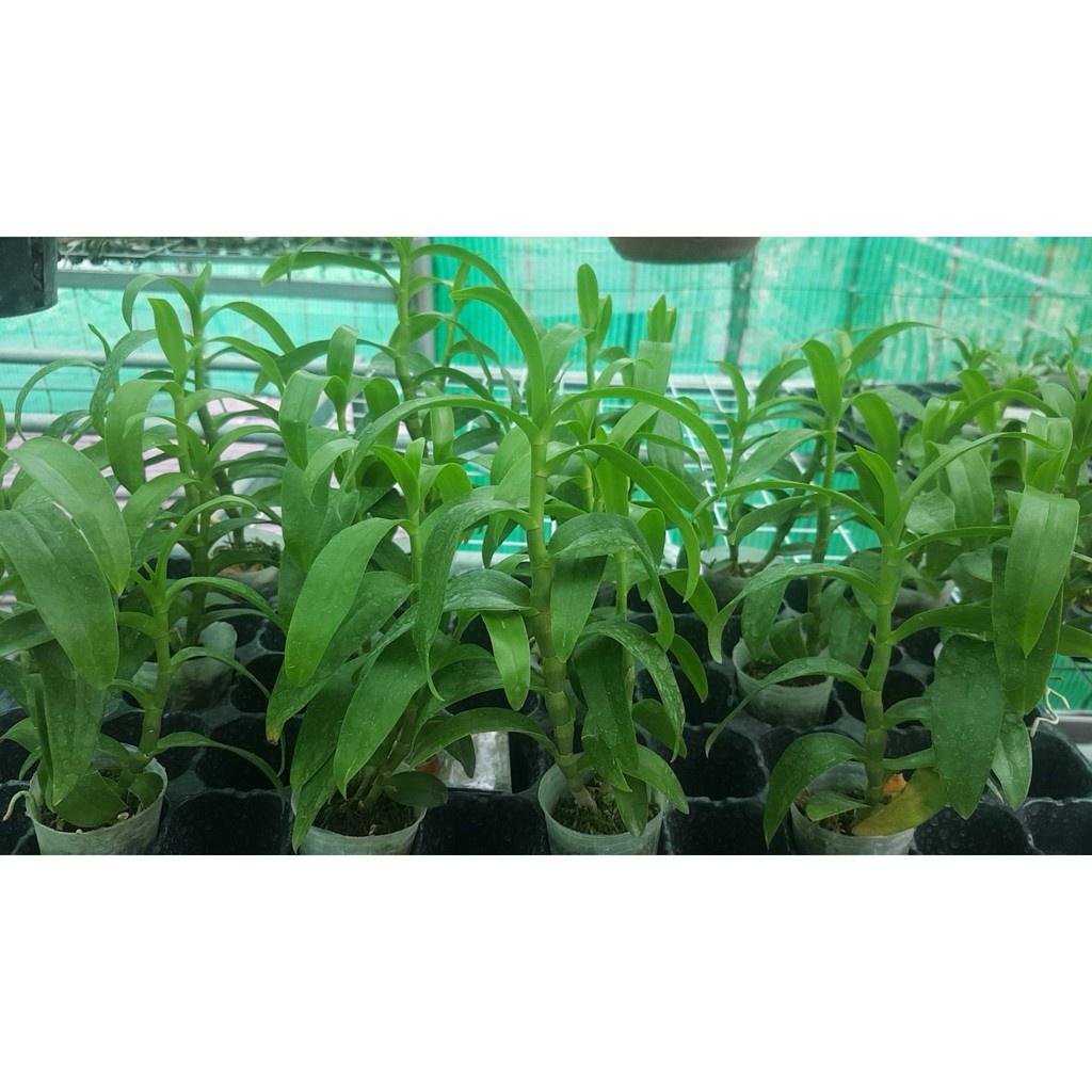 Combo phân bón đầy đủ cho phong lan các loại trong vòng một năm không cần mua thêm