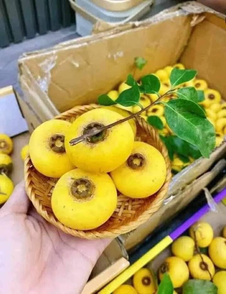 Cây Thị Thơm - Nhà vườn Xuân Khương