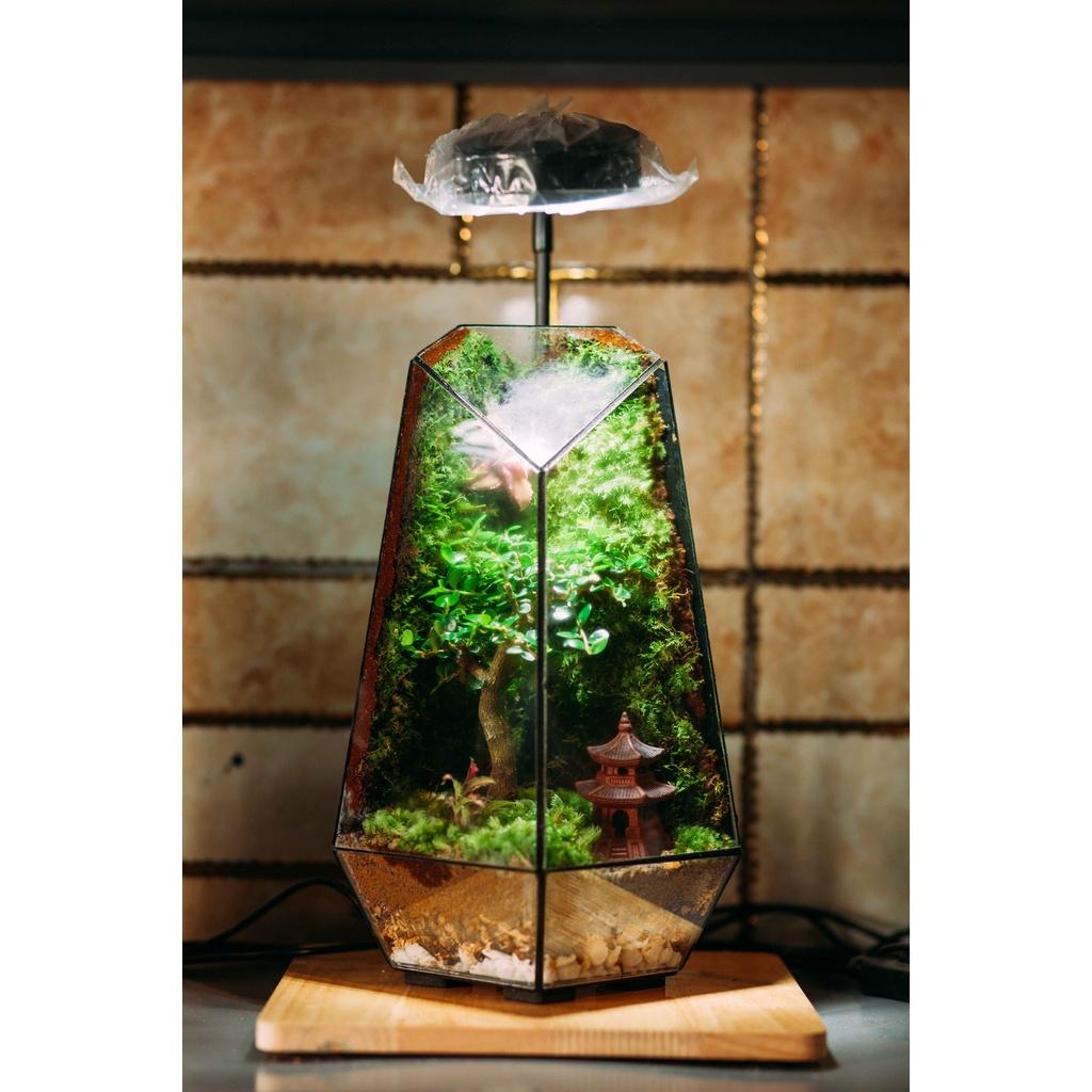 COMBO TỰ SET TERRARIUM-VƯỜN NHIỆT ĐỚI