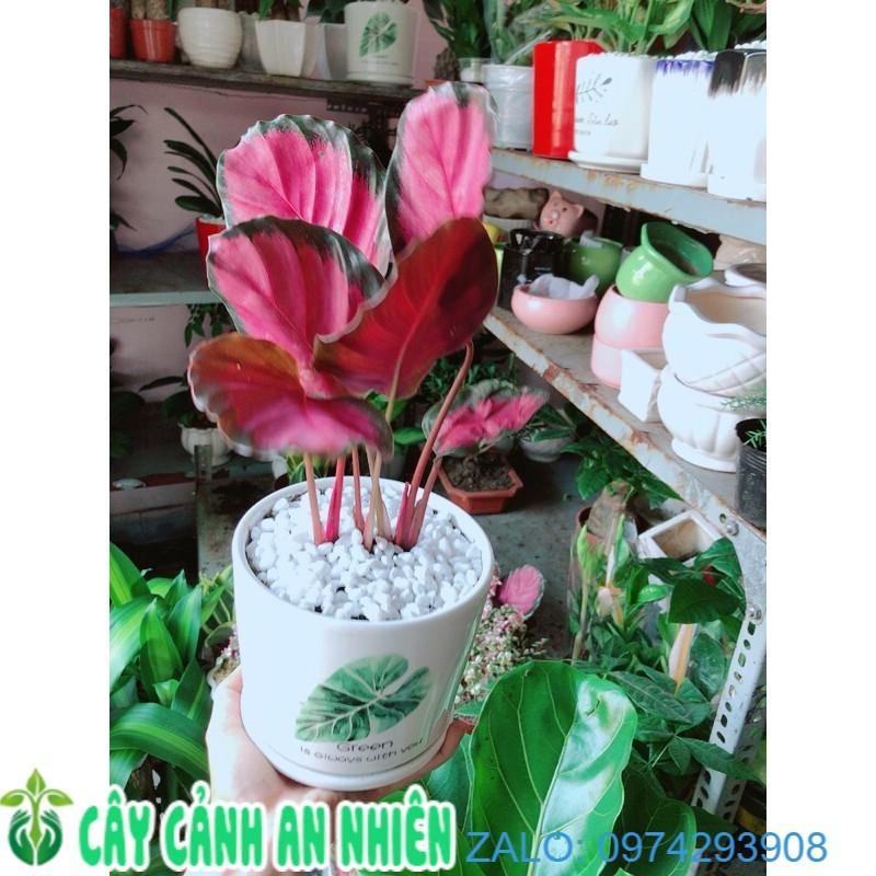 Chậu Đuôi Công Tím