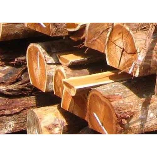 HẠT GIỐNG KEO CU BA .