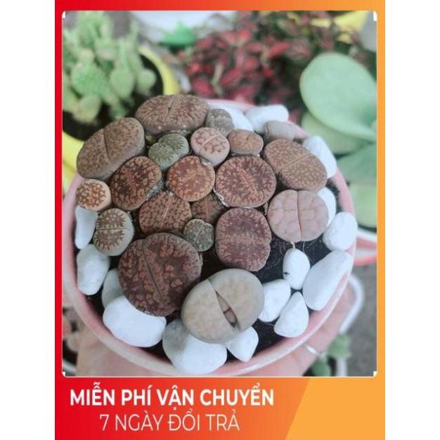 Chậu Cây Thạch Lan