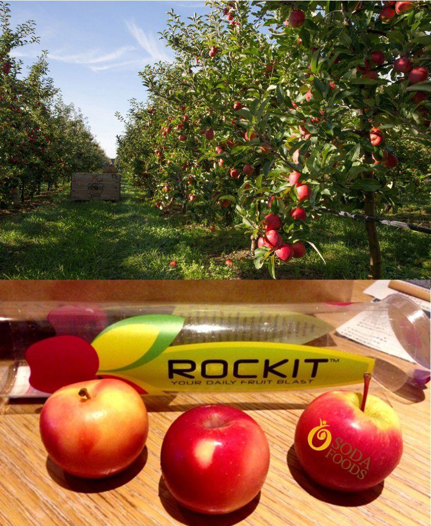Cây Táo Rockit, siêu quả giống nhập