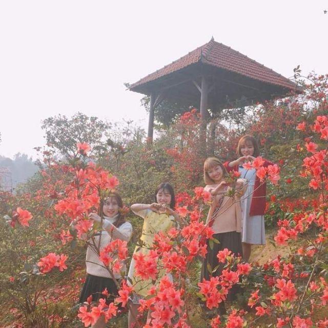 Đỗ quyên cây giống nhiều màu