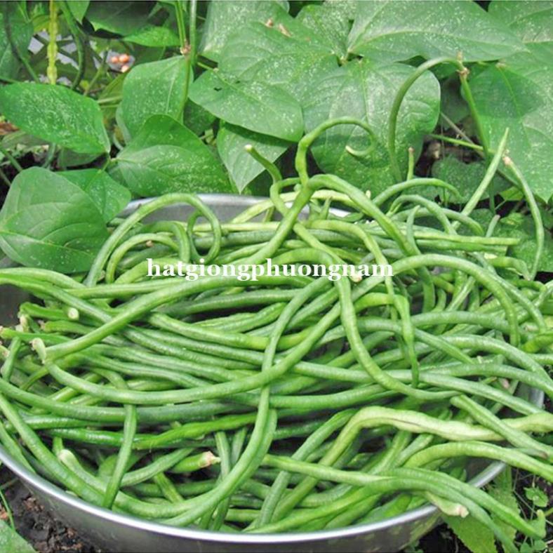 20GR - HẠT GIỐNG ĐẬU ĐŨA BỤI