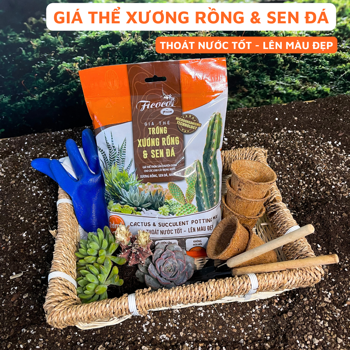 Giá Thể Trồng Xương Rồng, Sen Đá Cao Cấp Ficoco