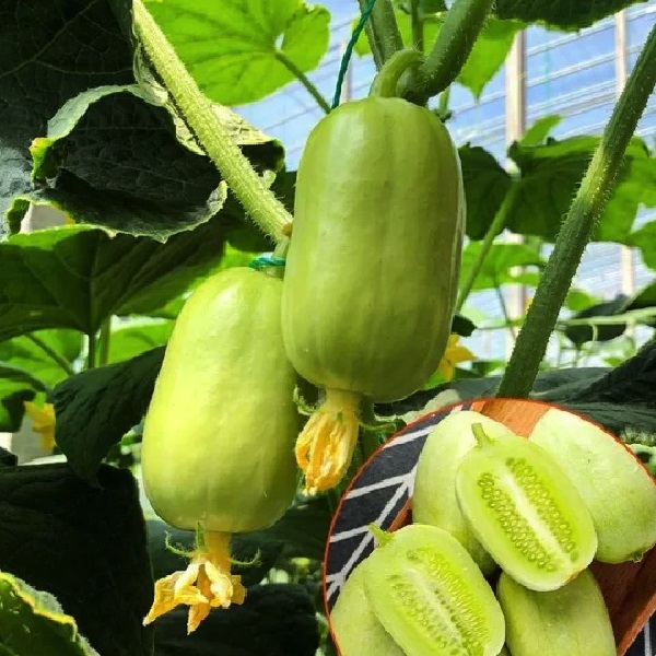 Hạt giống dưa leo Ngọc Nữ tự thụ phấn trái sai giòn ngọt VTP193