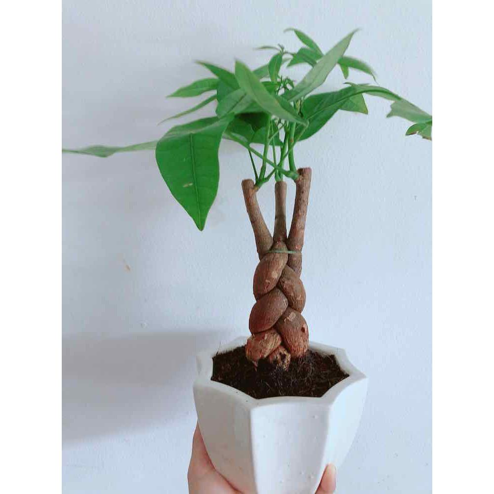 Chậu kim ngân Bán Chạy
