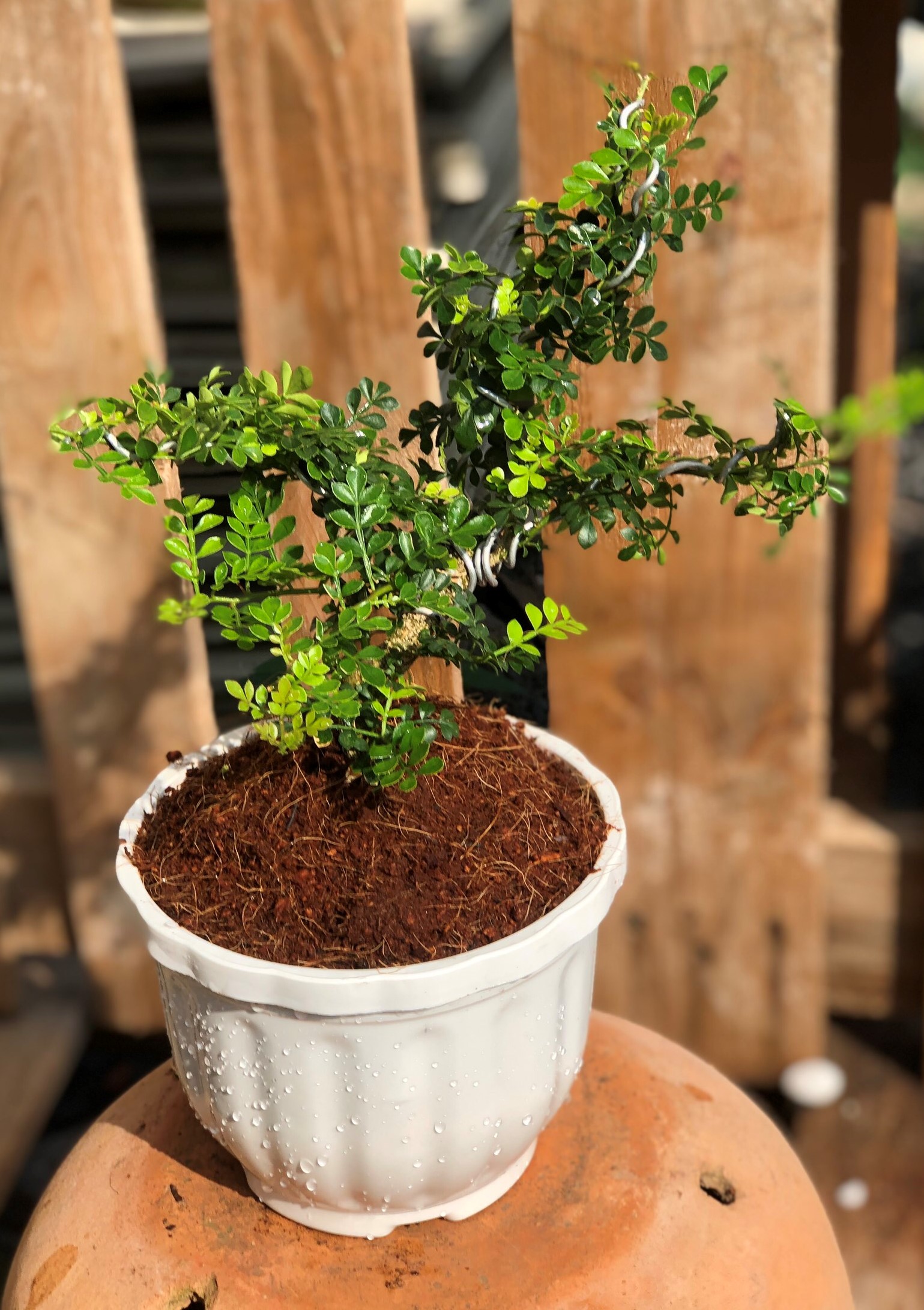 Chậu cây Cần Thân bonsai