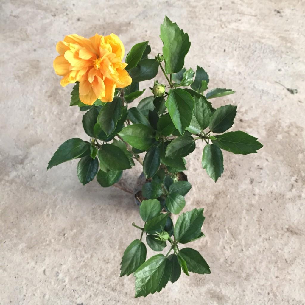 Cây dâm bụt vàng hoa kép, chiều cao cây 25-30cm sức sống mãnh liệt dễ dàng chăm sóc