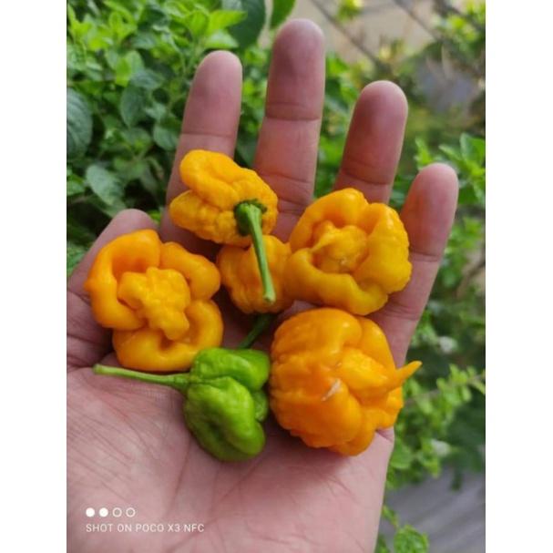 hạt ớt yellow Carolina ( carolina vàng