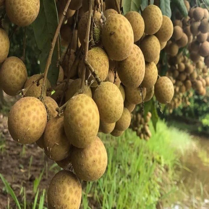 COMBO 2 Cây giống nhãn lồng