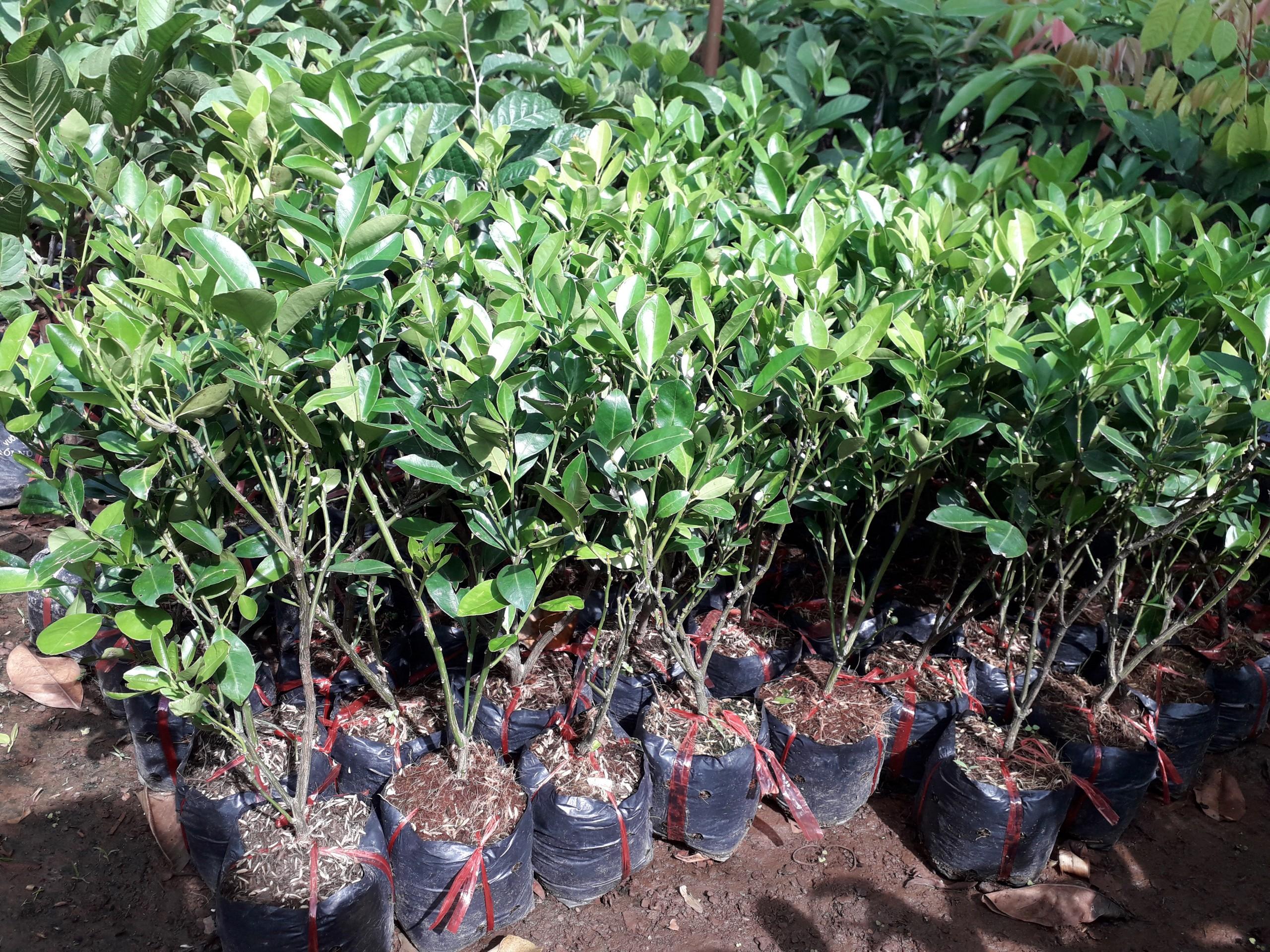 CÂY QUẤT GIỐNG.