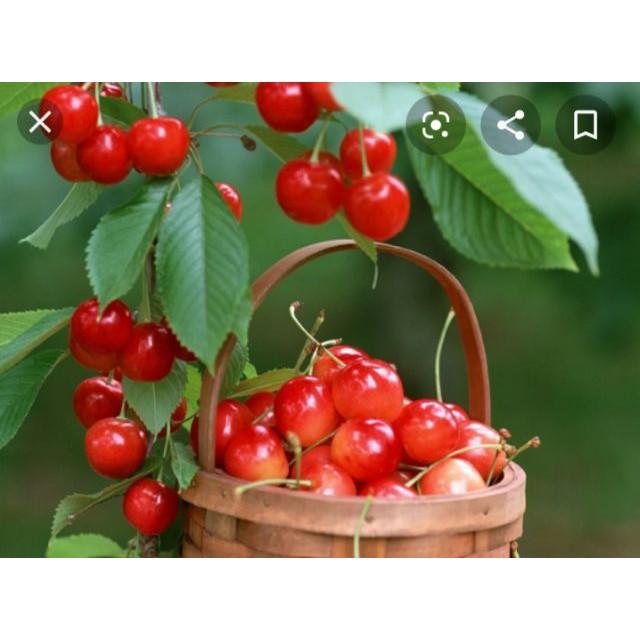 Cherry Mỹ Nhiệt Đới (Cao 90cm)