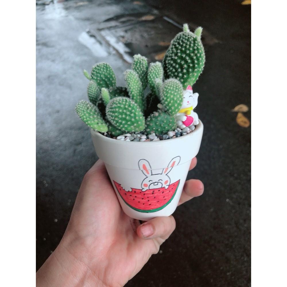 Chậu sen đá tiểu cảnh 8