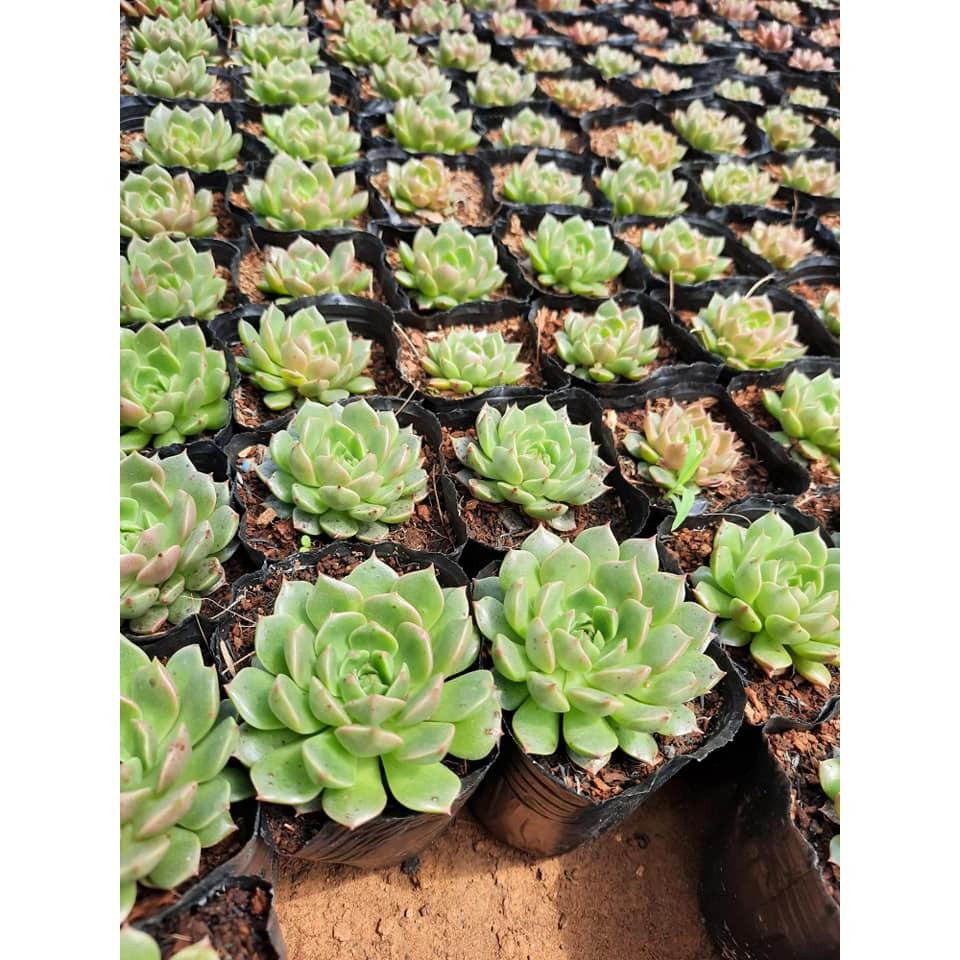 1kg bầu ươm 15x 13/ 270 cái