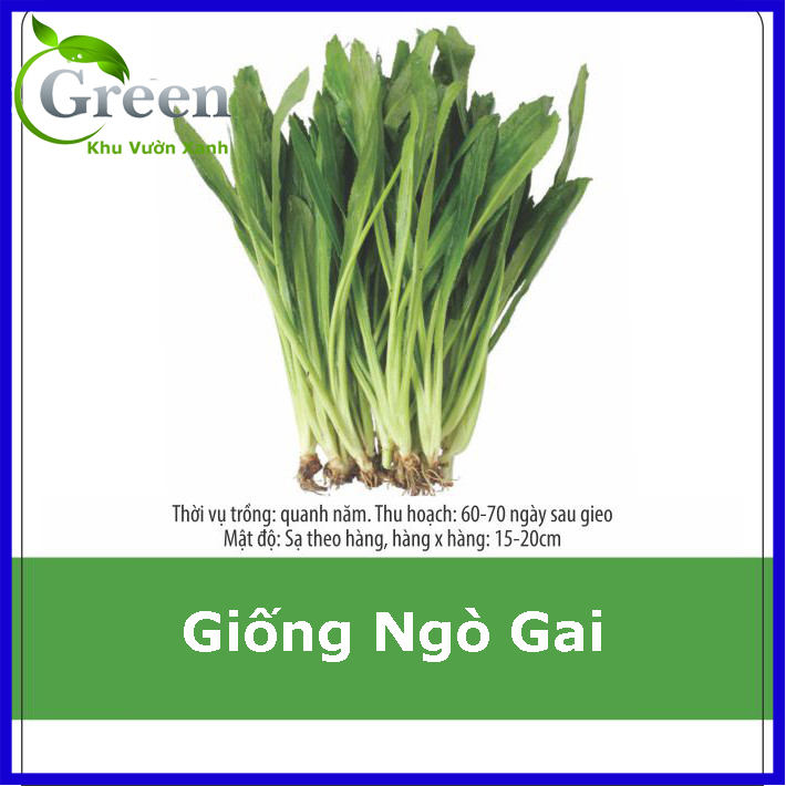 Hạt Giống Rau Ngò Gai (Ngò Tàu) Dễ Trồng