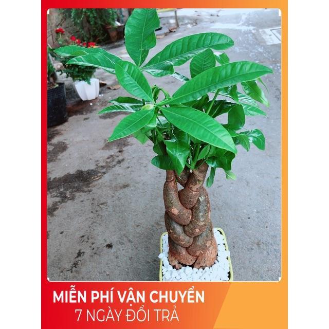 Chậu Kim Ngân 3 Thân Bính