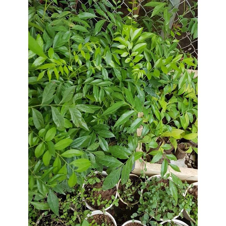 Combo 4 bầu cây móc mật đa tác dụng dễ trồng