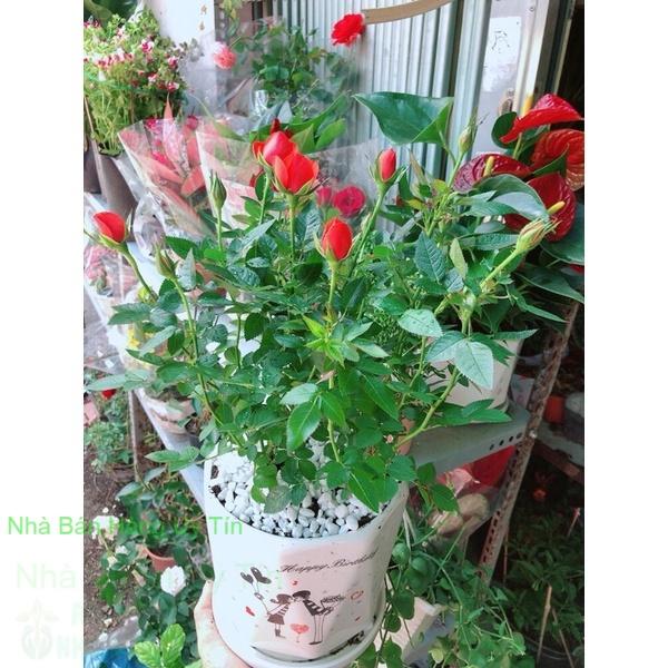 Chậu Cây Hoa Hồng
