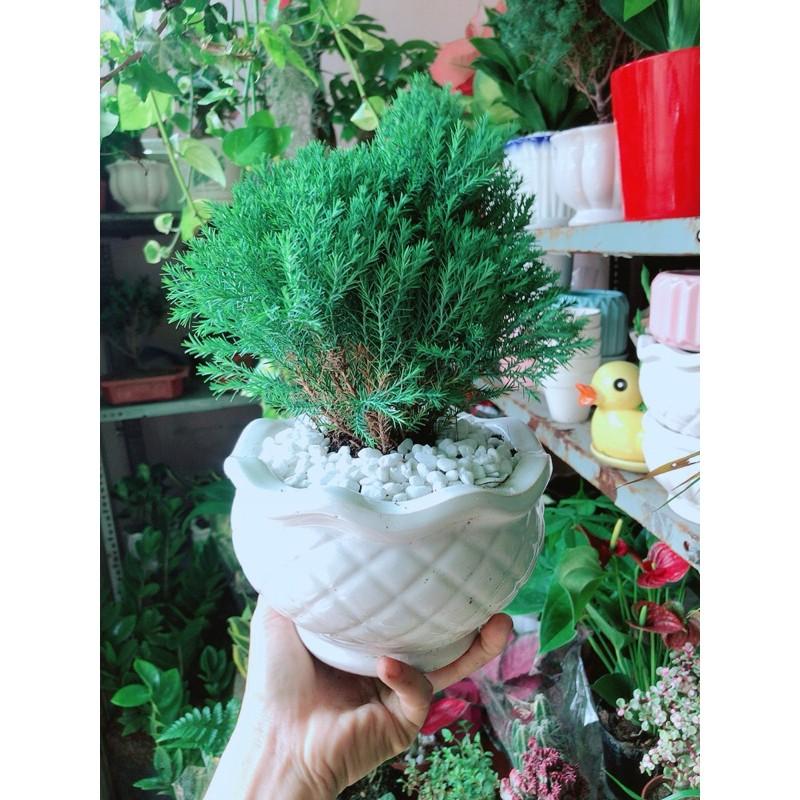 Chậu Tùng Bồng Lai