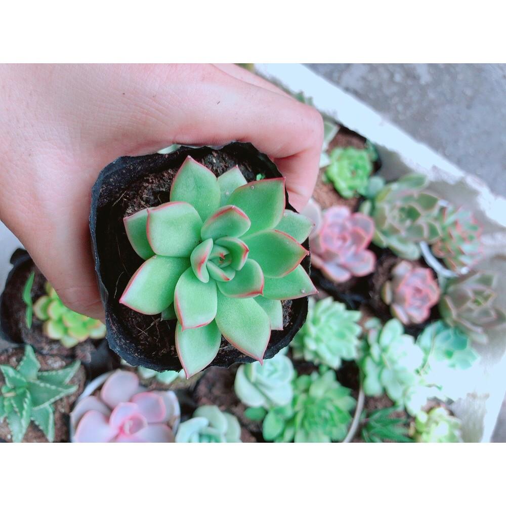 Combo 10 Cây Sen Đá