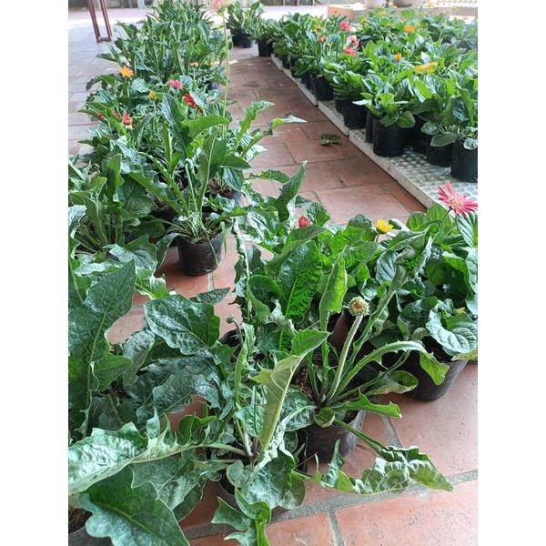 Hoa ĐỒNG TIỀN bầu sẵn NỤ HOA