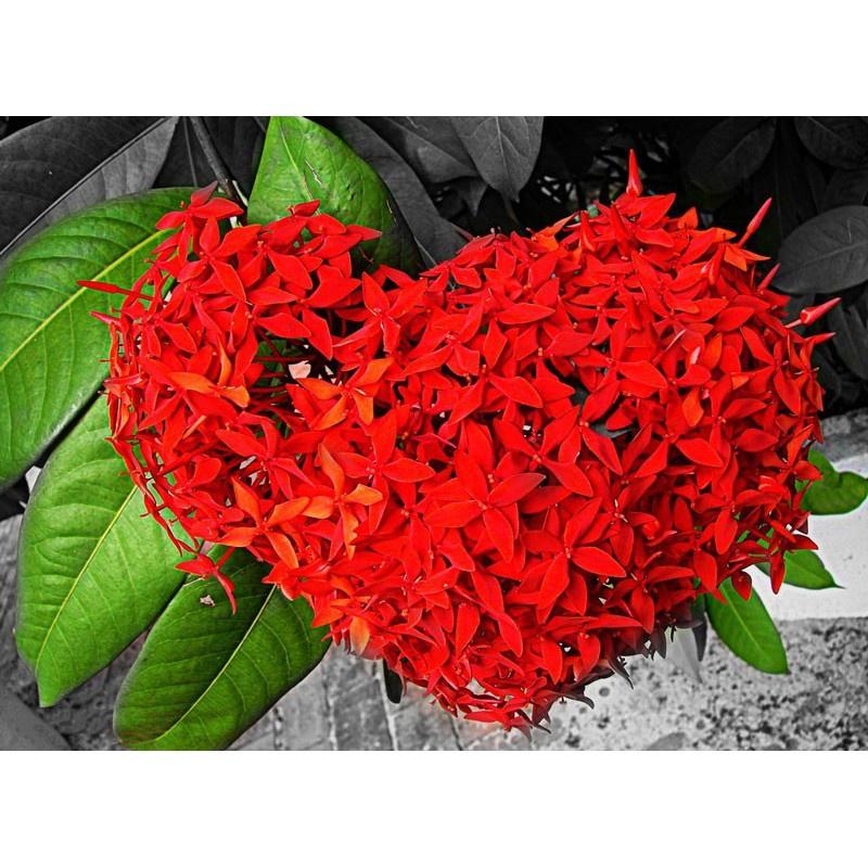 Cây giống hoa mẫu đơn đỏ mỹ