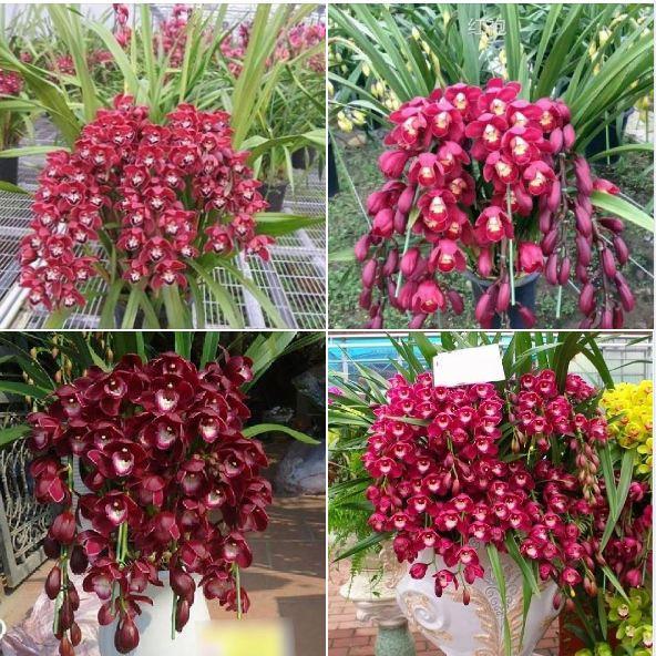 Combo 2 Củ hoa địa lan santo hoa màu tím