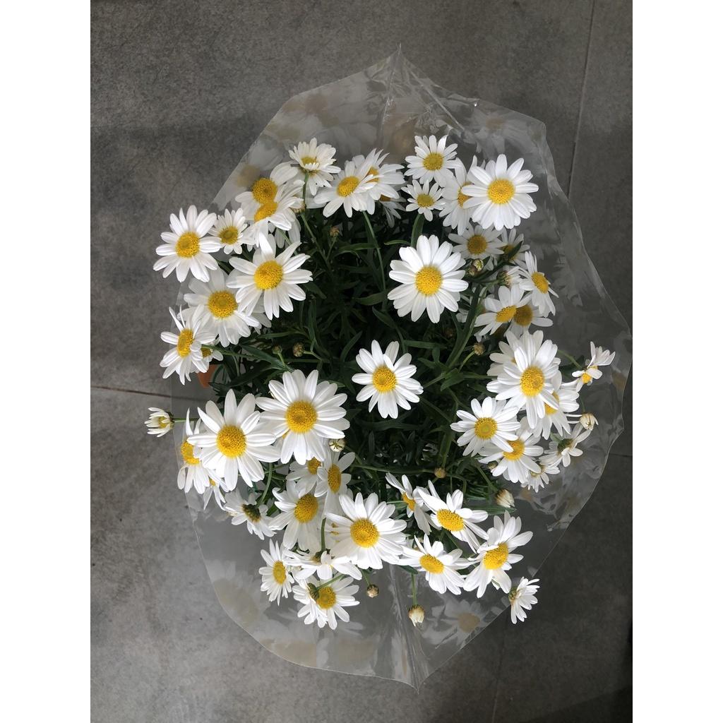 Chậu hoa cúc họa my màu trắng chỉ giao TP.HCM