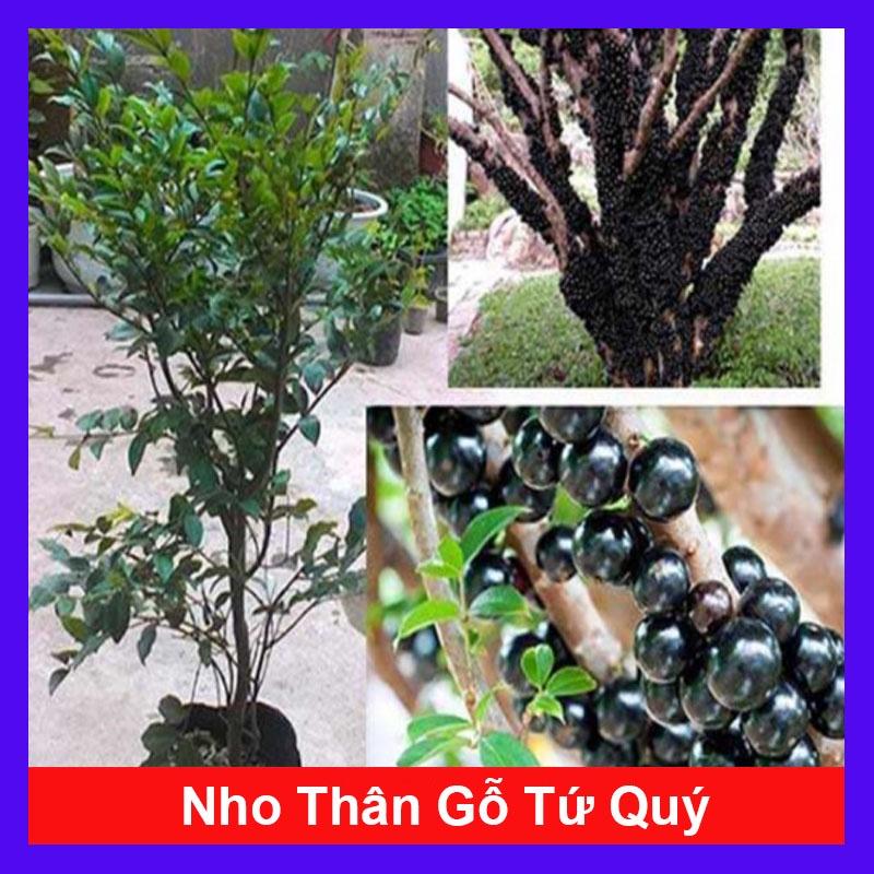 Cây nho thân gỗ tứ quý - cây ăn quả + tặng phân bón cho cây mau lớn
