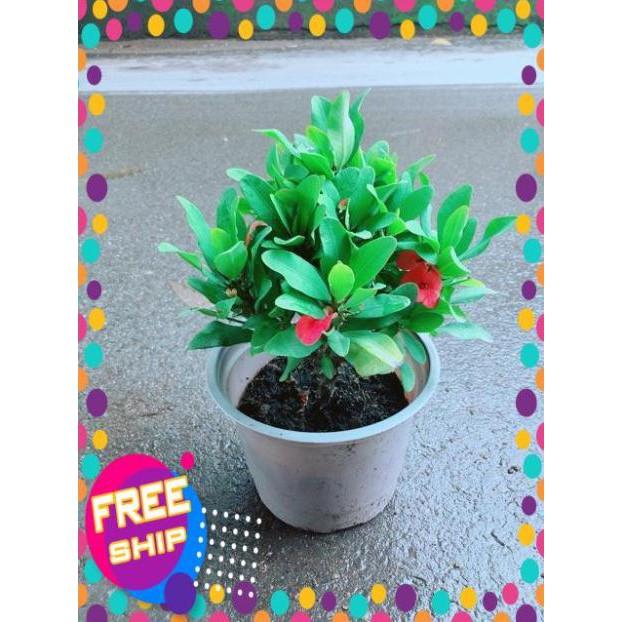 Xương Rồng Bát Tiên